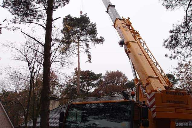 Bomen rooien Eindhoven verwijderen van bomen en stronken frezen 